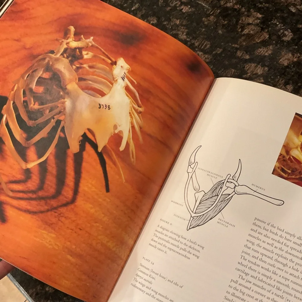 Bones: The Unity of Form and Function Book